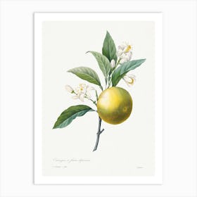 Orange, Pierre Joseph Redouté Art Print