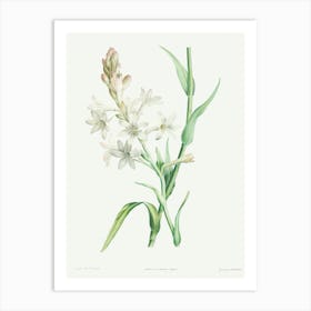 Tuberose, Pierre Joseph Redoute Art Print