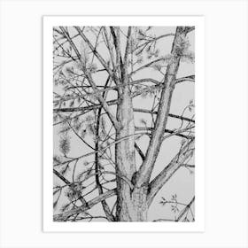 Pine Tree Art Print