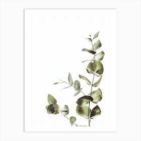 Eucalyptus Plant Art Print