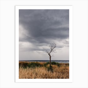 Lonely Tree At The Beach Art Print