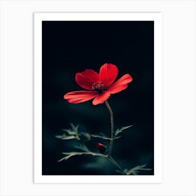 Red Flower 5 Art Print