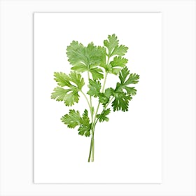 Cilantro Vintage Botanical Herbs 3 Art Print