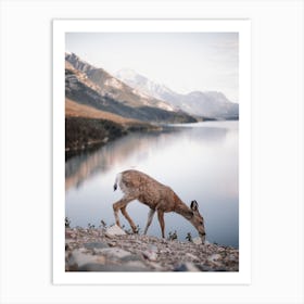 Scruffy Deer At Lake Art Print