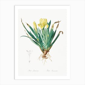 Crimean Iris Illustration From Les Liliacées, Pierre Joseph Redouté Art Print