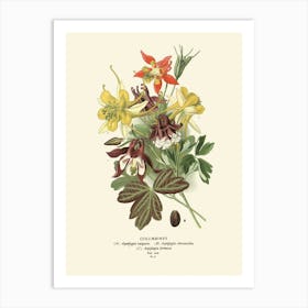 Columbine Print Art Print