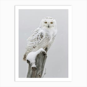 Snowy Owl 1 Art Print