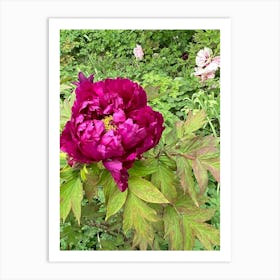 Img 4291   Peony paradise Art Print