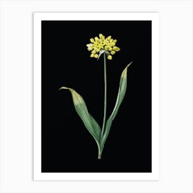 Vintage Golden Garlic Botanical Illustration on Solid Black Art Print