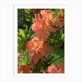 Blooming Rhododendron in the sunlight Art Print