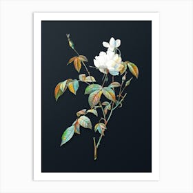 Vintage White Bengal Rose Botanical Watercolor Illustration on Dark Teal Blue n.0001 Art Print