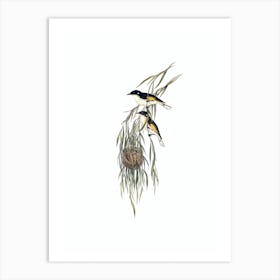 Vintage Painted Honeyeater Bird Illustration on Pure White n.0105 Art Print