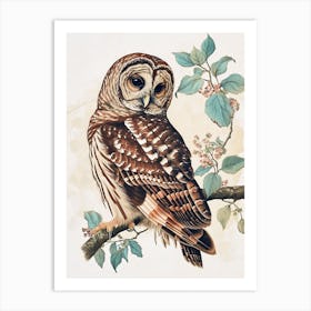 Barred Owl Vintage Illustration 4 Art Print