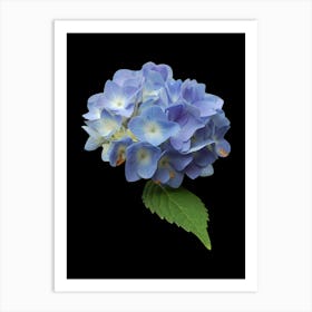 Hydrangea Art Print