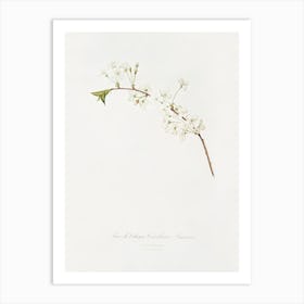 Amarena Cherry Flower (Prunus Cerasus) From Pomona Italiana (1817 - 1839), Giorgio Gallesio Art Print