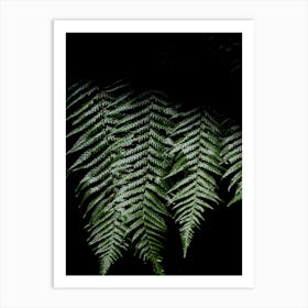 New Zealand Ferns In The Sunshine Art Print