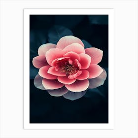 Pink Flower In Water Art Print