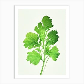 Parsley Herb Pencil Colour Art Print