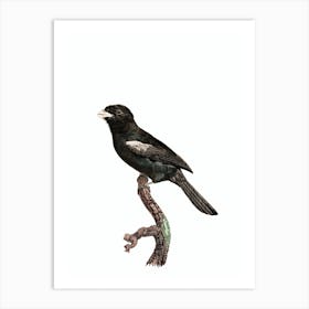 Vintage Black Fronted Nunbird Bird Illustration on Pure White Art Print