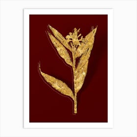 Vintage Globba Erecta Botanical in Gold on Red n.0299 Art Print