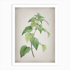 Vintage White Dead Nettle Plant Botanical on Parchment n.0886 Art Print