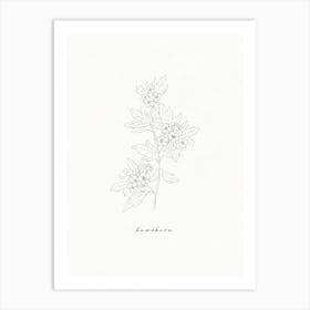 Hawthorn Line Drawing Art Print