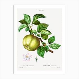 Apple Leaves, Pierre Joseph Redoute Art Print