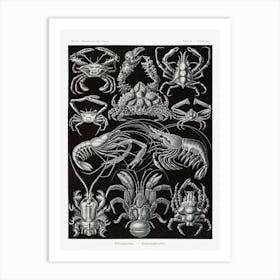 Vintage Krustaceans Diagram; Ernst Haeckel Art Print