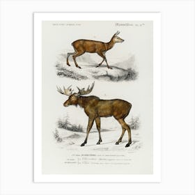 Alces Alces And Moschus, Charles Dessalines D'Orbigny Art Print