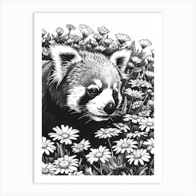 Red Panda Resting In A Field Of Daisies Ink Illustration 1 Art Print