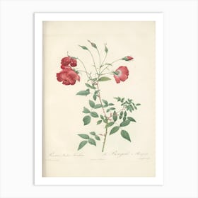 Rose Illustration, Pierre Joseph Redoute (10) Art Print