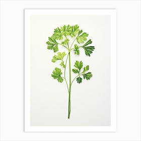 Parsley Vintage Botanical Herbs 2 Art Print