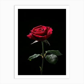 Red Rose On Black Background 55 Art Print