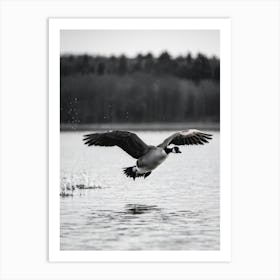 Canadian Geese 24 Art Print