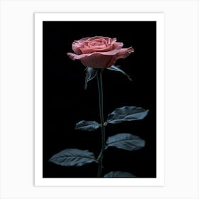 Pink Rose On Black Background 84 Art Print