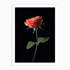 Single Rose 17 Art Print