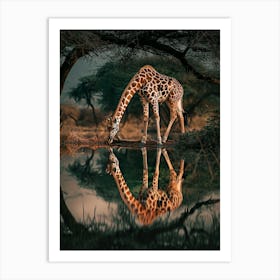 Giraffe In Water Art Print