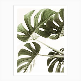 Monstera Art Print