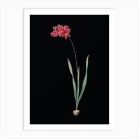 Vintage Ixia Filiformis Botanical Illustration on Solid Black n.0731 Art Print