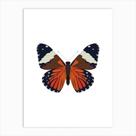 Hamadryas Butterfly Art Print