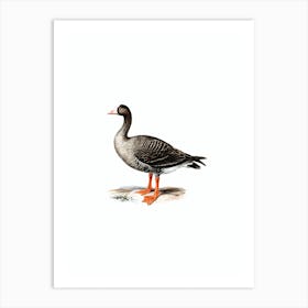 Vintage Lesser White Fronted Goose Bird Illustration on Pure White Art Print