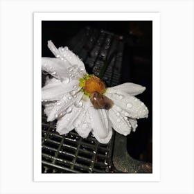 Snail On A Flower Art Print