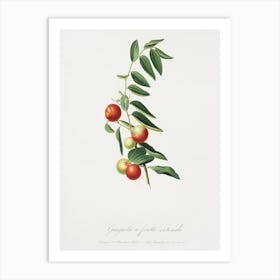 Chinese Jujube (Zizphus Vulgaris) From Pomona Italiana (1817 - 1839), Giorgio Gallesio Art Print