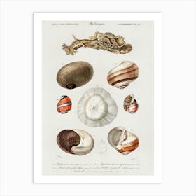 Different Types Of Mollusks , Charles Dessalines D'Orbigny 1 Art Print