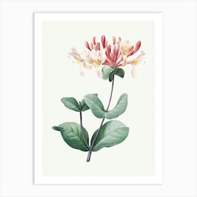 Honeysuckle, Pierre Joseph Redoute 1 Art Print