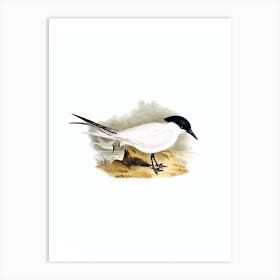 Vintage Great Footed Tern Bird Illustration on Pure White n.0403 Art Print