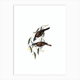 Vintage Blue Faced Honeyeater Bird Illustration on Pure White n.0062 Art Print