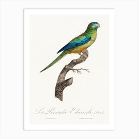 Turcosine Ground Parakeet From Natural History Of Parrots, Francois Levaillant Art Print