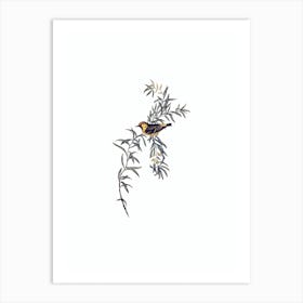 Vintage Orange Fronted Chat Bird Illustration on Pure White n.0380 Art Print