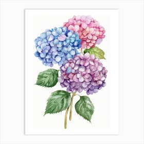 Hydrangea 2 Art Print